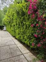 ویلا کلاسیک استخردار در سرخرود 